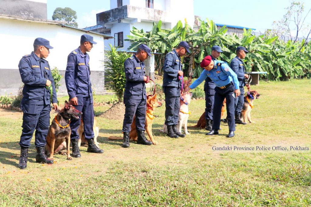 कुकुर पुजा : प्रहरीले गरे अनुसन्धानमा मुख्य भुमिका खेल्ने तालिम प्राप्त कुकुरको पुजा