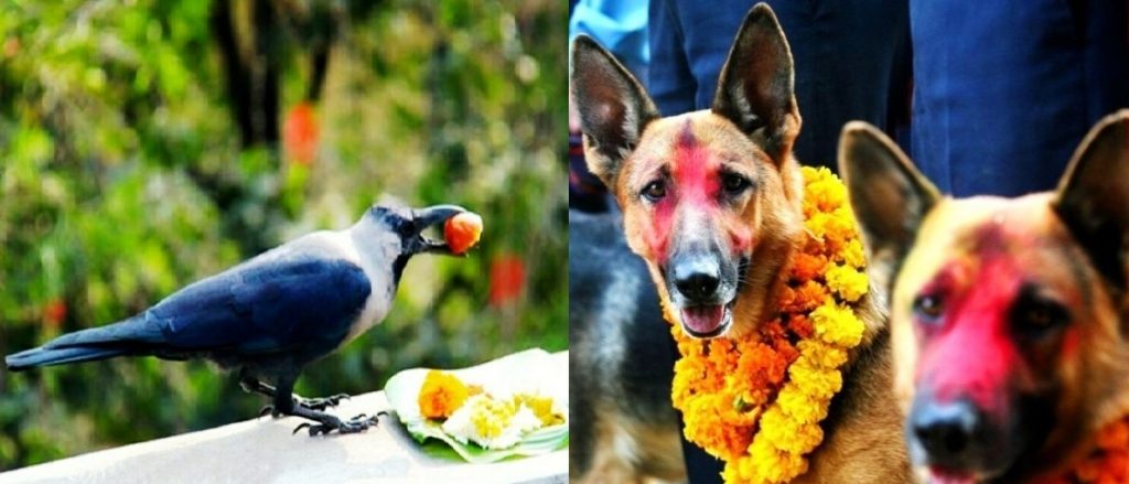 आज यम पञ्चकको दोस्रो दिन, काग र कुकुर तिहार