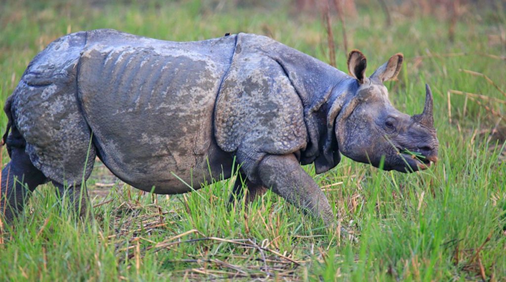 गैंडाको आक्रमणबाट पथ प्रदर्शक जगबहादुर माझी घाइते  