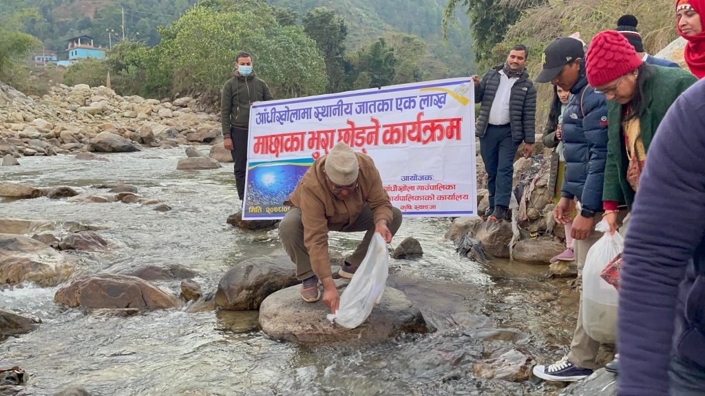 आँधीखोलामा एक लाखको संख्यामा माछाका भुरा छाडियो