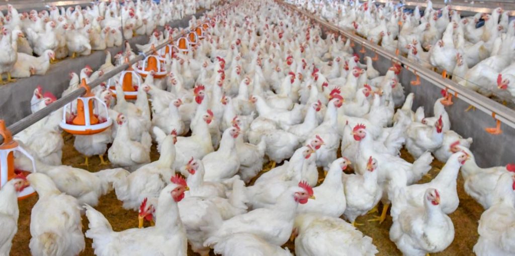 १३ जिल्लामा बर्डफ्लू फैलियो