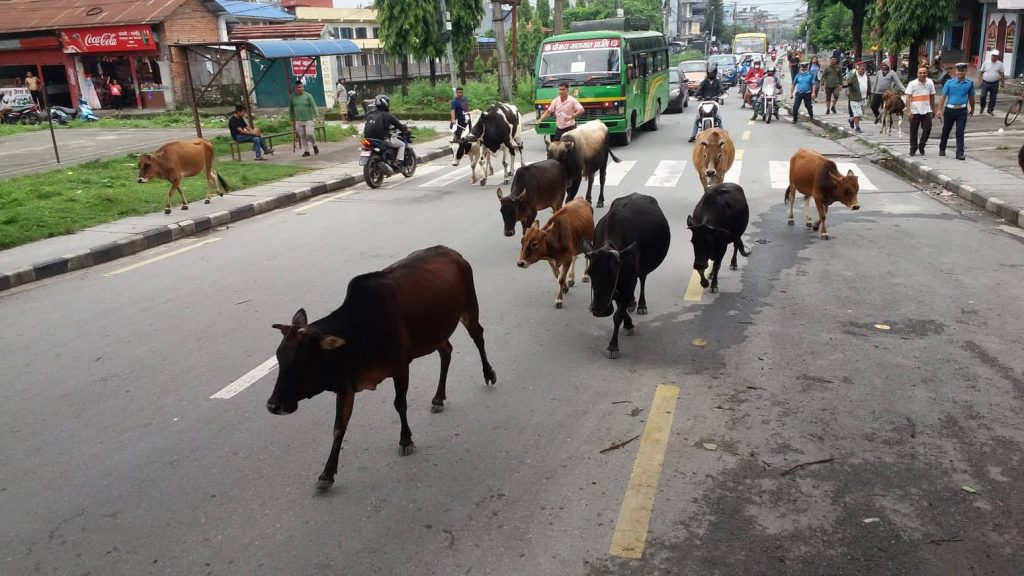 मेयर आचार्यको अग्रसरता : सडकबाट छाडा चौपाया हटाउन सुरु, ढल तथा नाला सफाई अभियान चलाइँदै