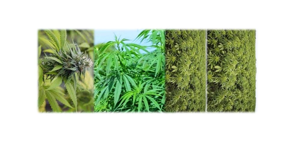 थाइल्याण्डले हटायो गाँजामाथिको प्रतिबन्ध