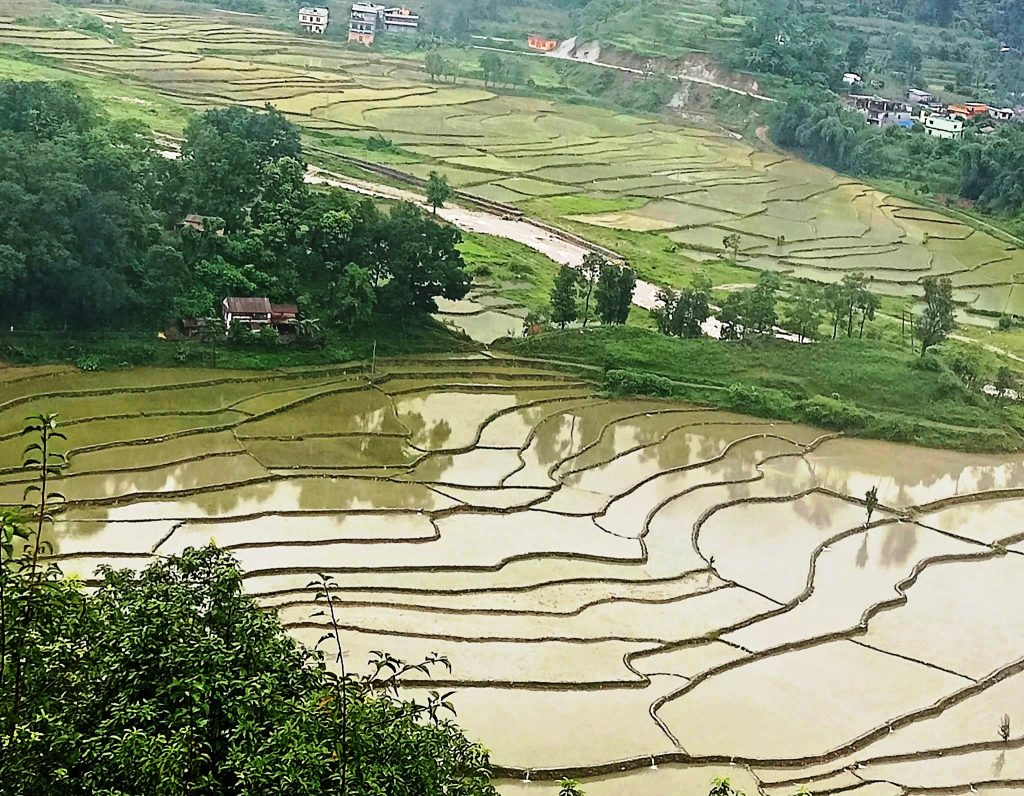 देशभर खेतीयोग्य जमिनको ९१ प्रतिशत भागमा धान रोपाइँ