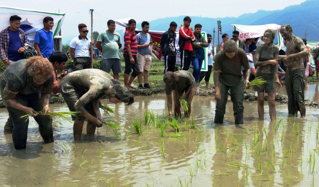 आज १७ औं संस्करणको रोपाई महोत्सव गरिँदै