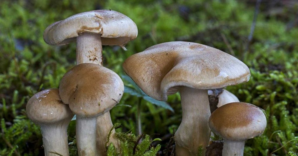 जङ्गली च्याउ खाँदा इलाममा दुई जनाको ज्यान गयो