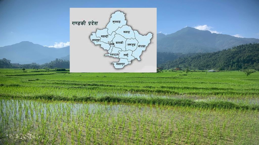 गण्डकी प्रदेशमा हालसम्म धान रोपाई ९१.८४ प्रतिशत  (कुन जिल्लामा कति ?)