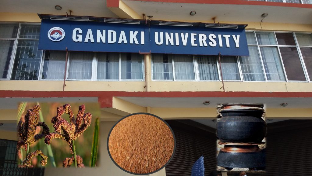 कोदोबाट बन्ने मदिराको अनुसन्धानमा गण्डकी विश्वविद्यालय, यसरी हुँदैछ अनुसन्धान