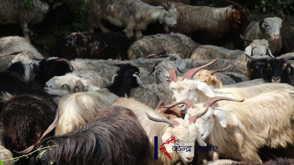 दशैं आयो, भेडाच्यांग्रा पोखरा भित्रिए (फोटोफिचर)