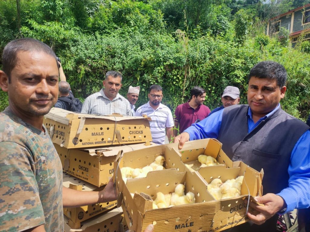 राजिव पहारीले बाँडे सात हजार भन्दा धेरै कुखुराका चल्ला
