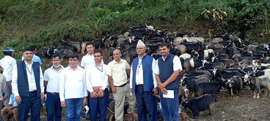 दसैंका लागि ल्याइएका भेडा, च्यांग्राको पोखरा महानगरद्धारा अनुगमन