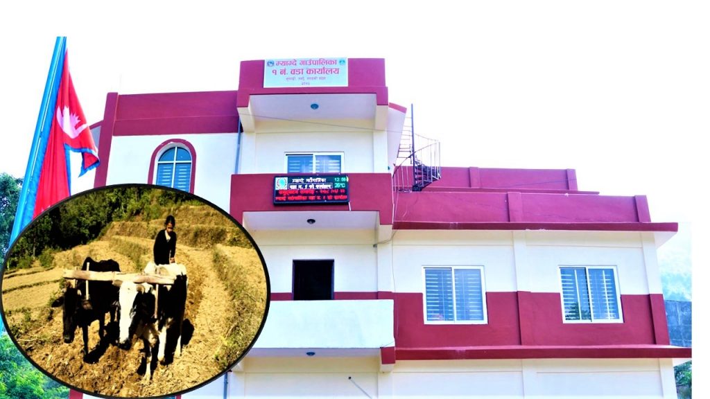 हलगोरु पाल्ने किसानलाई गाउँपालिकाको १० हजार अनुदान