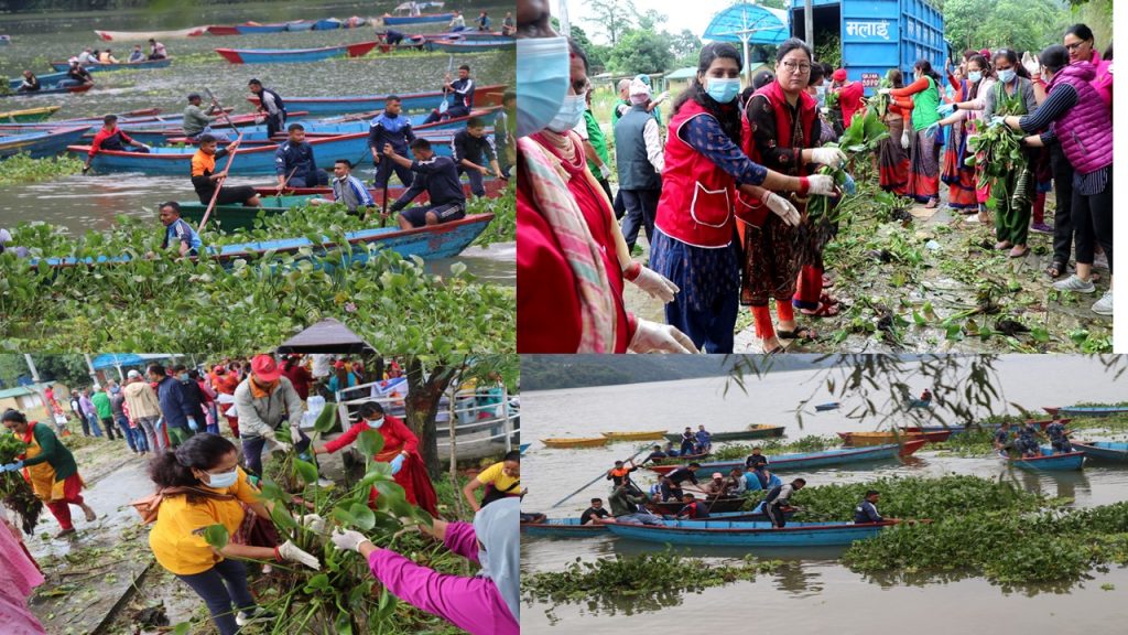 सयौँको उपस्थितिमा यसरी गरियो फेवाताल सरसफाई (भिडियो)
