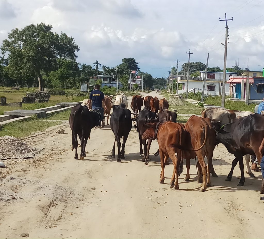 गाईगोरु पाल्नेलाई अनुदान