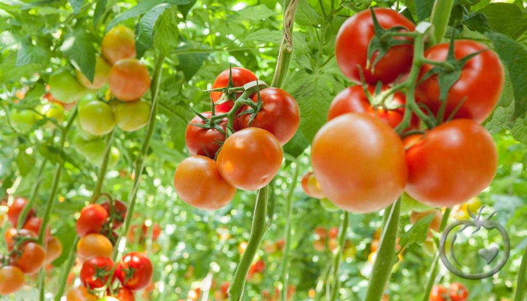 गोलभेँडा बिक्रीबाट ६ महिनामा ३ करोड आम्दानी