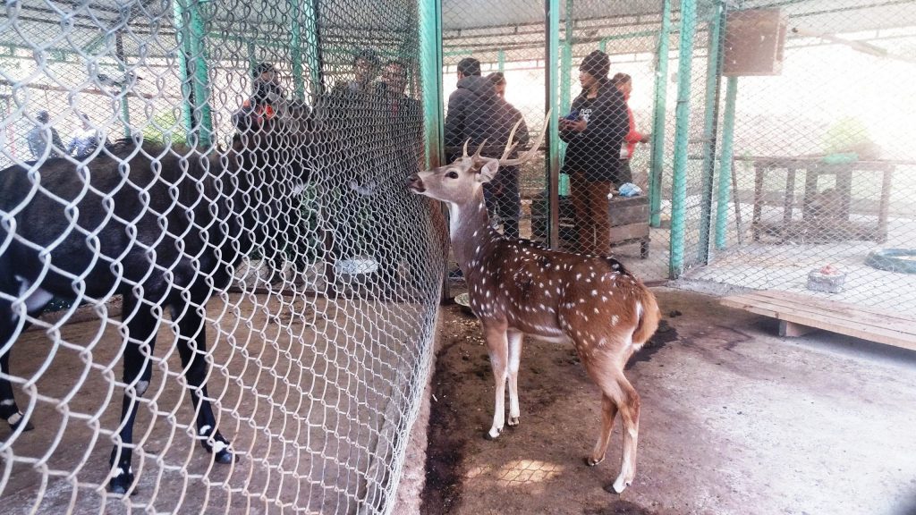 पोखरा महोत्सवमा सहभागी हुने दर्शकलाई चिडियाखाना पुग्न निशुल्क बस सेवा