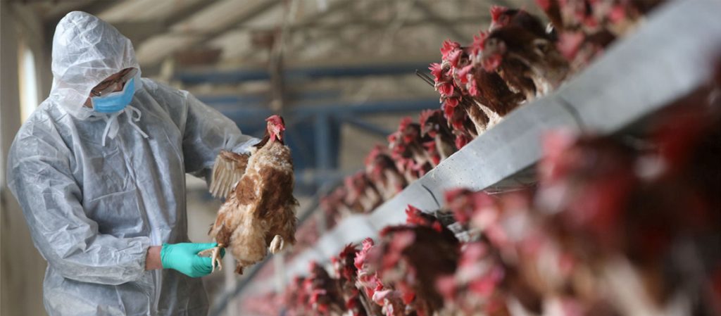 काठमाडौं उपत्यकाका तीन स्थानमा देखियो बर्डफ्लू