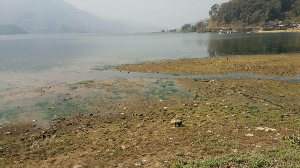 घट्यो फेवा तालको जलसतह