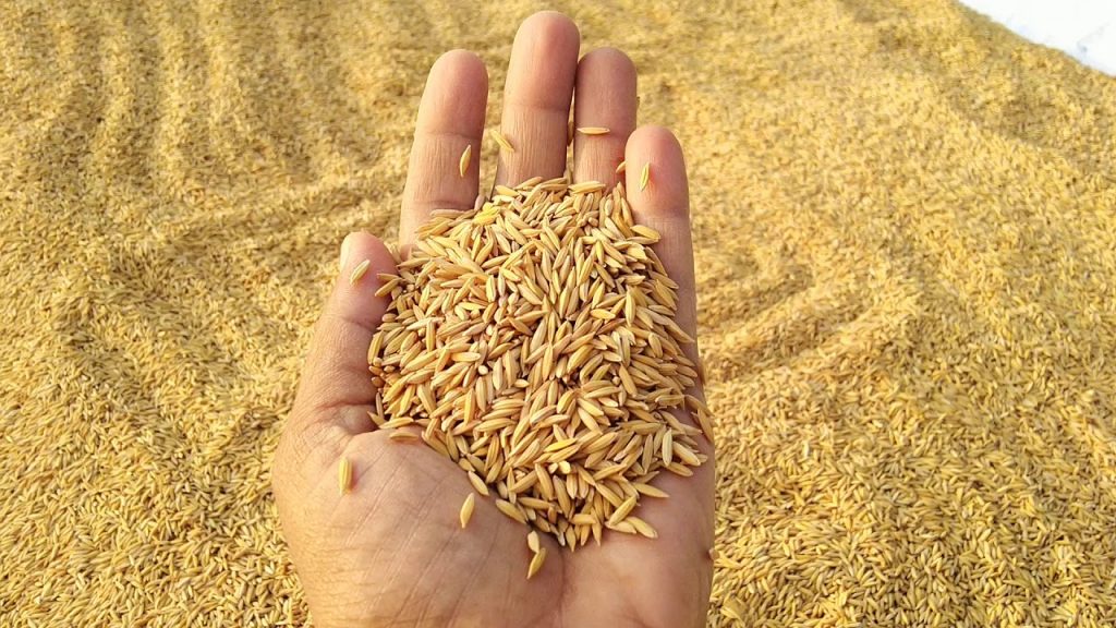 यसवर्ष लमजुङमा धान उत्पादन बढ्यो