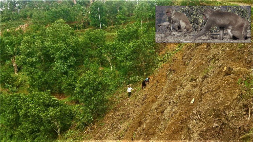 सुन्तला खेती विस्तारमा लागेका पुतलीबजारका किसानलाई बाँदरको त्रास