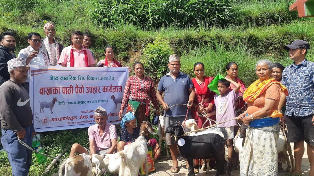 पोखरा वडा ३३ का जेष्ठ नागरिकलाई उन्नतजातका बाख्राका पाठी वितरण