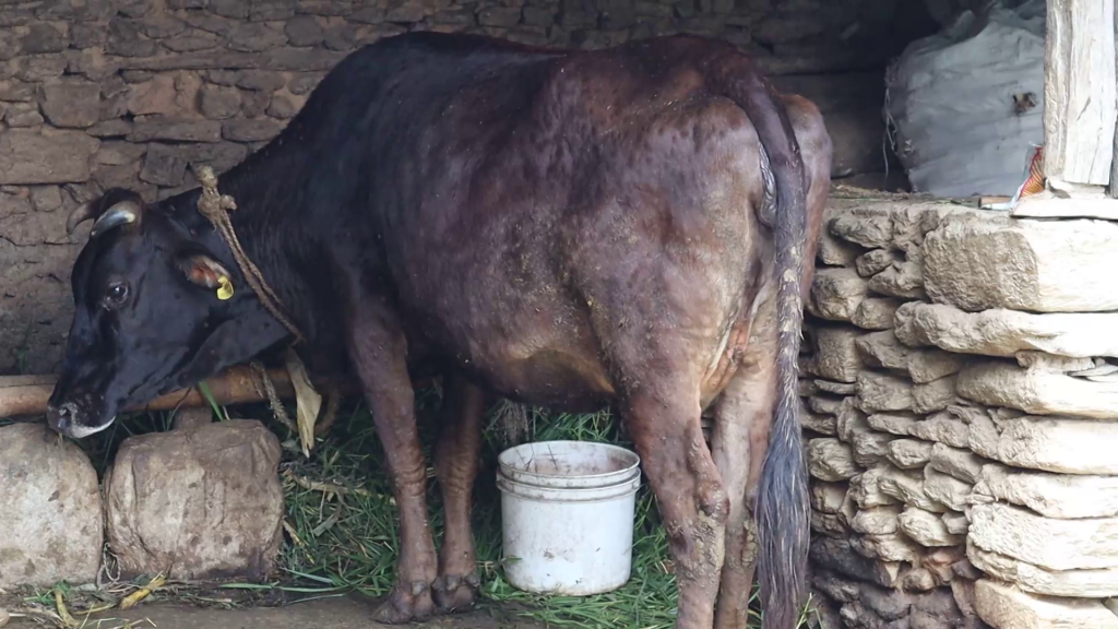 लम्पी स्किनविरुद्ध चौपायालाई खोप