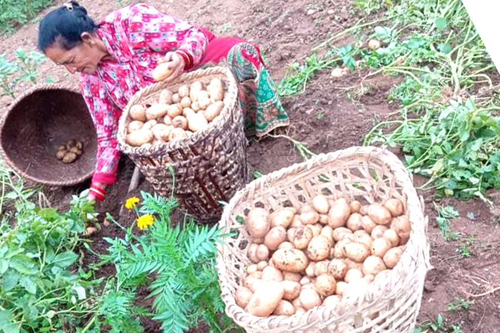 म्याग्दीमा आलुले बजार नपाउँदा किसान मारमा