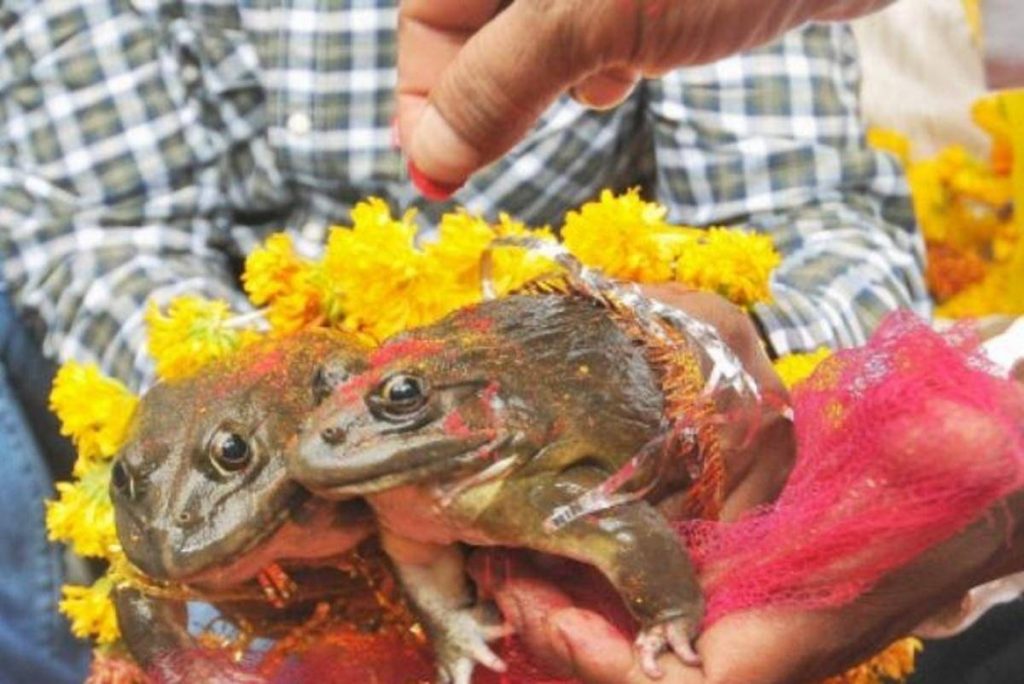 भक्तपुरका भ्यागुतालाई भोज