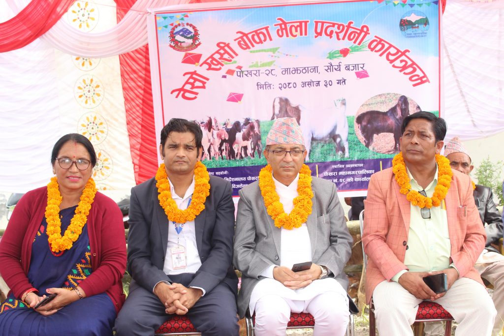 प्रभावकारी बन्दै मेयर बाख्रा पकेट कार्यक्रम