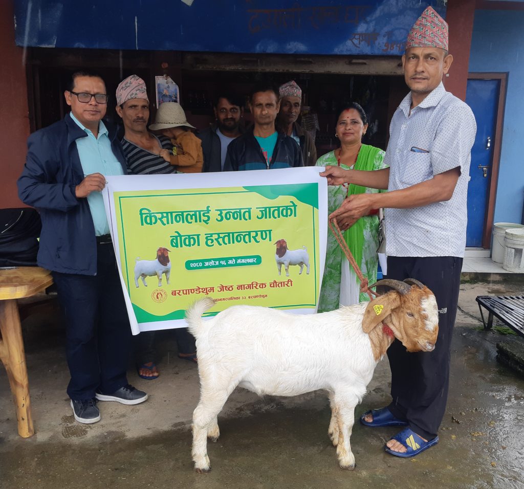 बरपाण्डेथुम जेष्ठ नागरिक चौतारीले किसानलाई दियो उन्नत जातको बोका