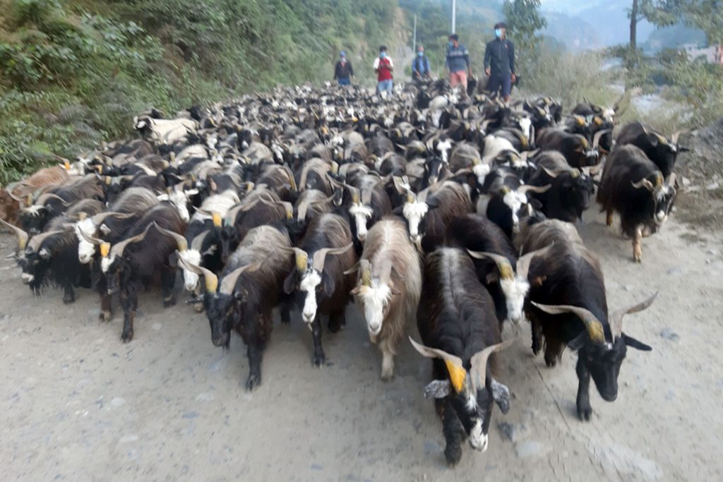 बजार झरे मुस्ताङी च्याङ्ग्रा