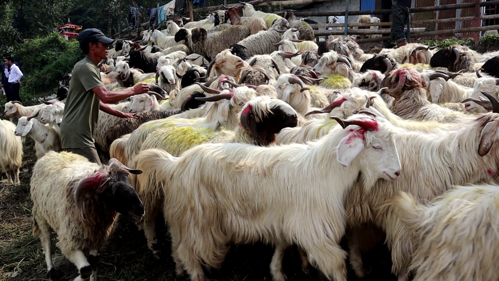 ५५ हजारमा विक्यो बझाङगे च्याङग्रा