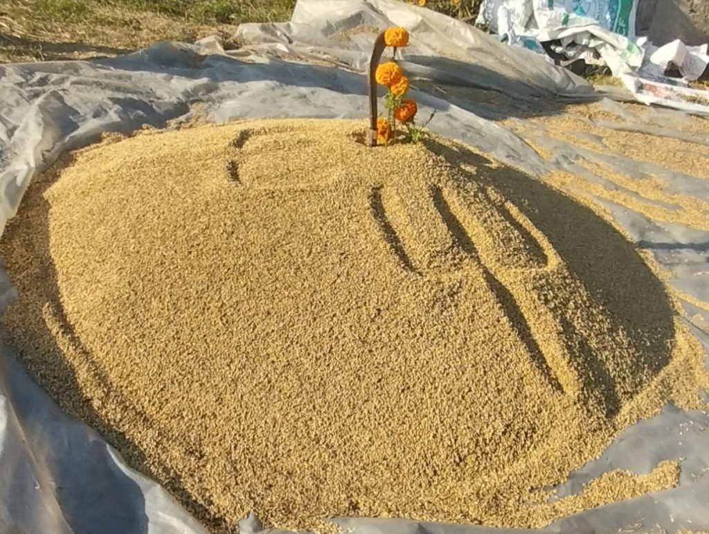 गण्डकीमा यसवर्ष धान उत्पादन बढ्यो, कुन जिल्लामा कति भयो उत्पादन ?