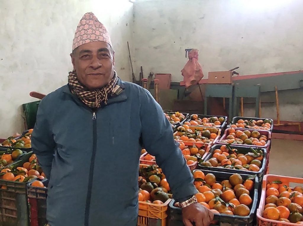 स्याङ्जाका फनीनारायण जसले एकै सिजनमा बेचे ६० लाखको सुन्तला