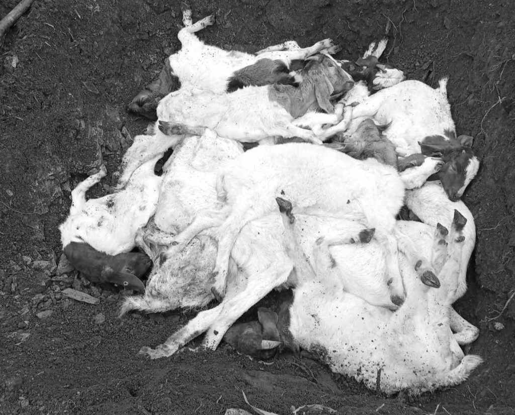 मादी–१२ मा एउटै फार्मका २८० बाख्रा मरे, डेढ करोडको क्षति