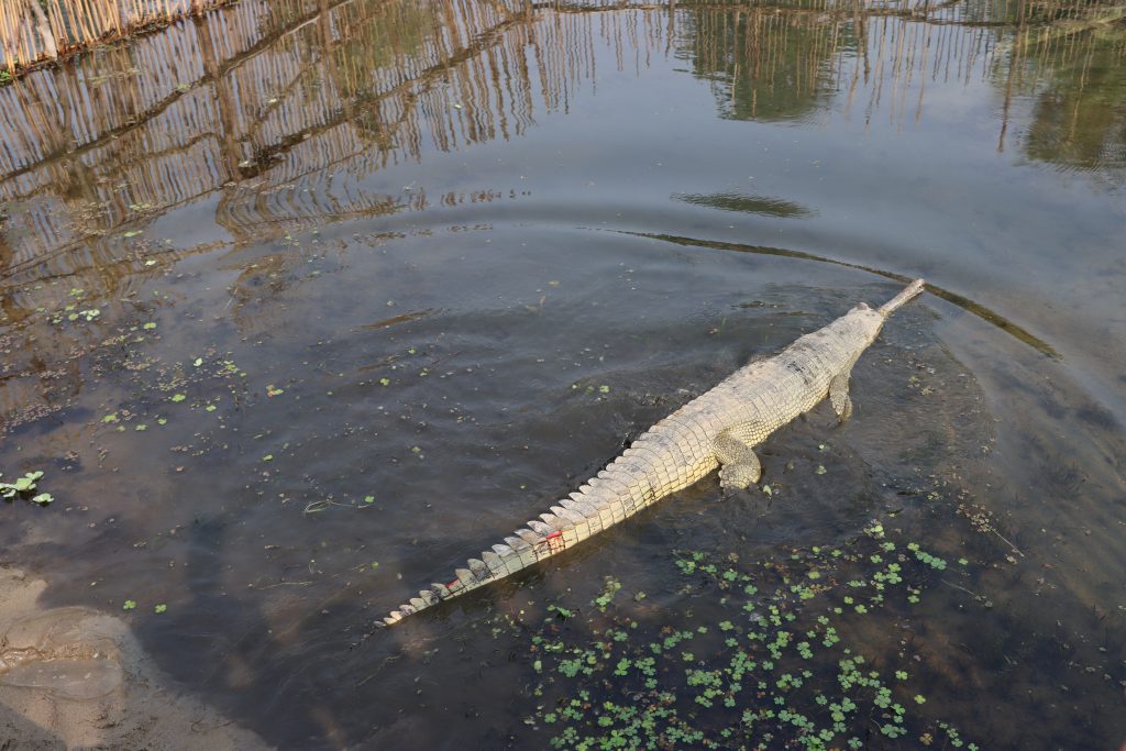 भरतपुर भ्रमण वर्षको सन्दर्भमा २० वटा घडियाल गोही राप्तीमा छाडियो