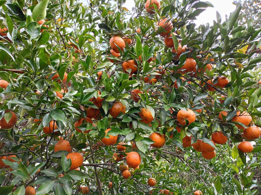 सुन्तलाको पकेट क्षेत्रमै सुन्तलाका बोट सुक्न थाल्यो