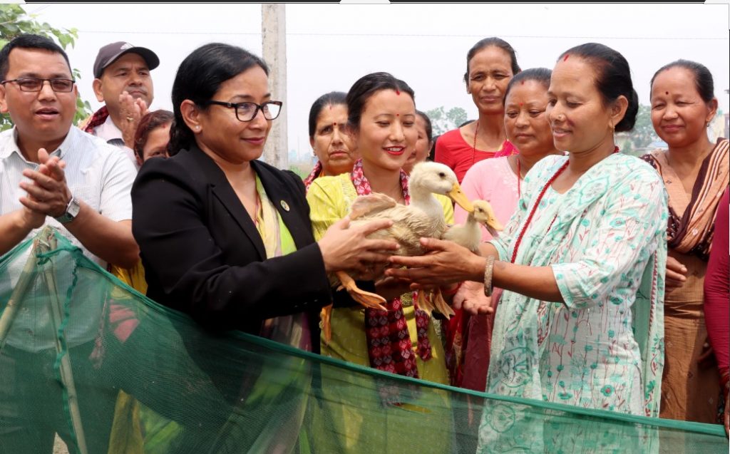 निर्वाहमुखी कृषिकर्म गरिरहेका कृषकलाई बाख्रा र हाँसको चल्ला वितरण