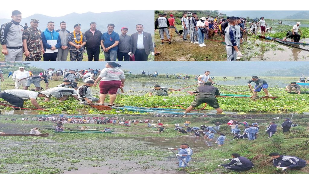 फेवातालको स्रोतबाटै जलकुम्भी हटाउने अभियान सुरु