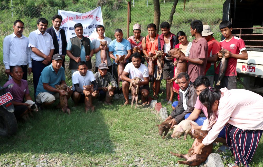 बंगुरको पकेट क्षेत्र जलजलेमा पोखरा महानगरद्धारा बंगुरका पाठा वितरण