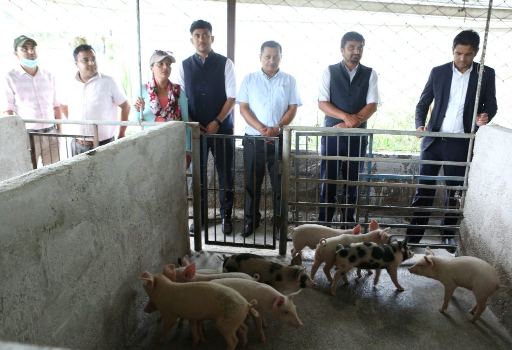 पिग पार्कबाट विस्थापित हुन लागेका किसानलाई महानगरद्धारा बंगुर पाठा वितरण