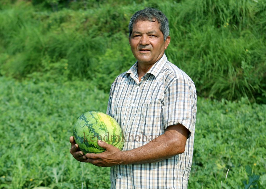मेहनती ज्ञान बहादुर भिरपाखामा खरबुजा फलाएरै मनग्य आम्दानी