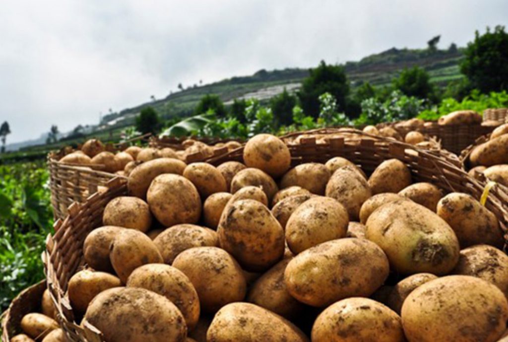 पश्चिम बागलुङका किसानलाई आलु भित्र्याउने चटारो