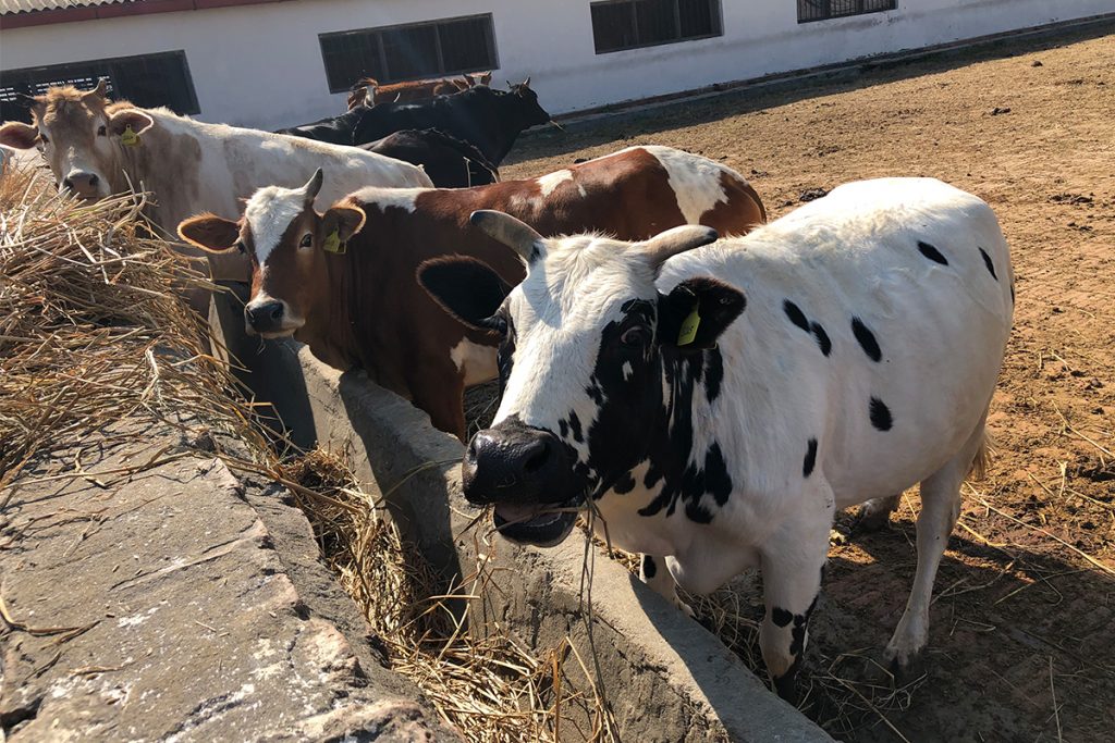 भारत लैजान लागिएका ९ गाईसहित तस्कर प्रहरी नियन्त्रणमा