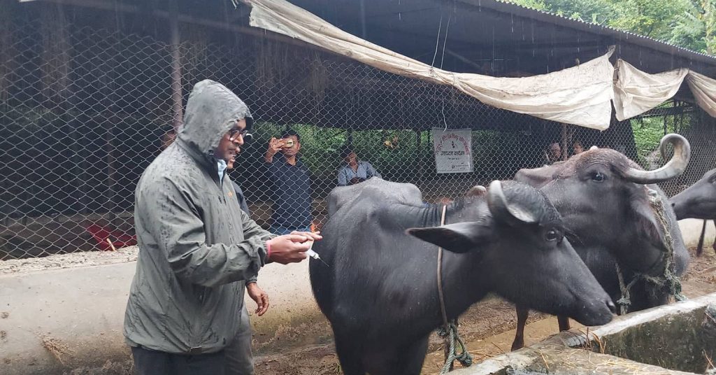 बागलुङमा दुई लाख १६ हजार पशुलाई लगाइयो खोप