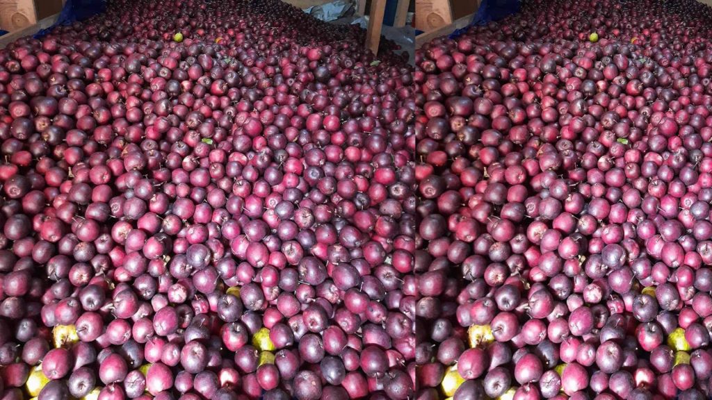 मुस्ताङबाट यस वर्ष ९२ करोड बढीको स्याउ निर्यात