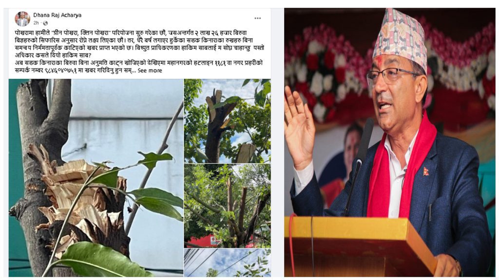 विद्युत प्राधिकरणले जथाभावी रुख काटेको भन्दै मेयर आचार्यले पोखे आक्रोस