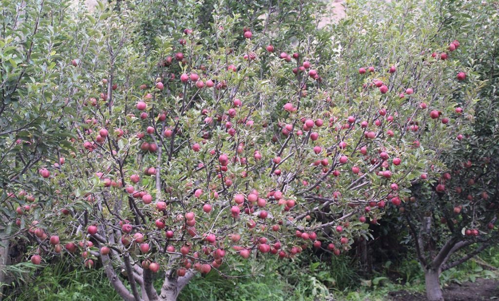 भदौमा नै पाक्न थाल्यो मुस्ताङको स्याउ