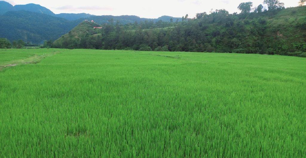 कास्कीको माछापुच्छ्रेमा गरिएको चक्लाबन्दी खेती बन्यो नमुना