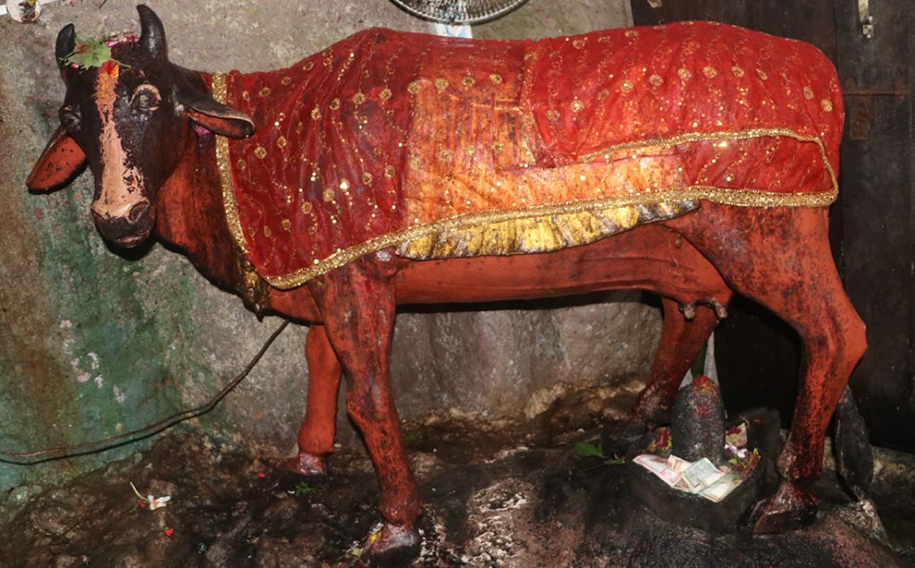 गुप्तेश्वर गुफाको गाईले दियो १६ वर्षमा एक करोड आम्दानी !